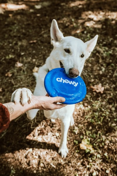 Frisbee bedrukken